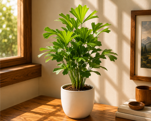 SBL - FISHTAIL PALM